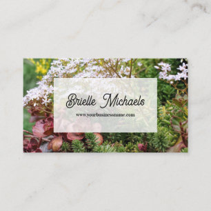 Colourful Variegated Sedum Stonecrop Succulents Business Card