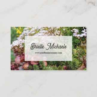 Colourful Variegated Sedum Stonecrop Succulents Business Card
