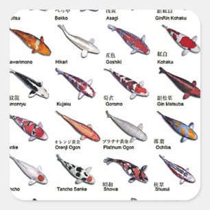 Colourful Varieties of Koi Fish Nishikigoi Drawing Square Sticker