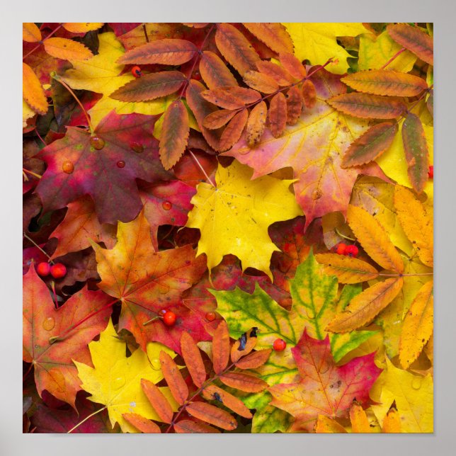 Colourful Vibrant Autumn Leaves Nature Photography Poster (Front)