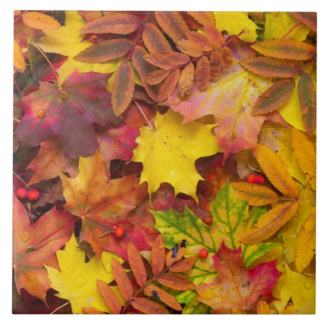 Colourful Vibrant Autumn Leaves Nature Photography Tile (Front)