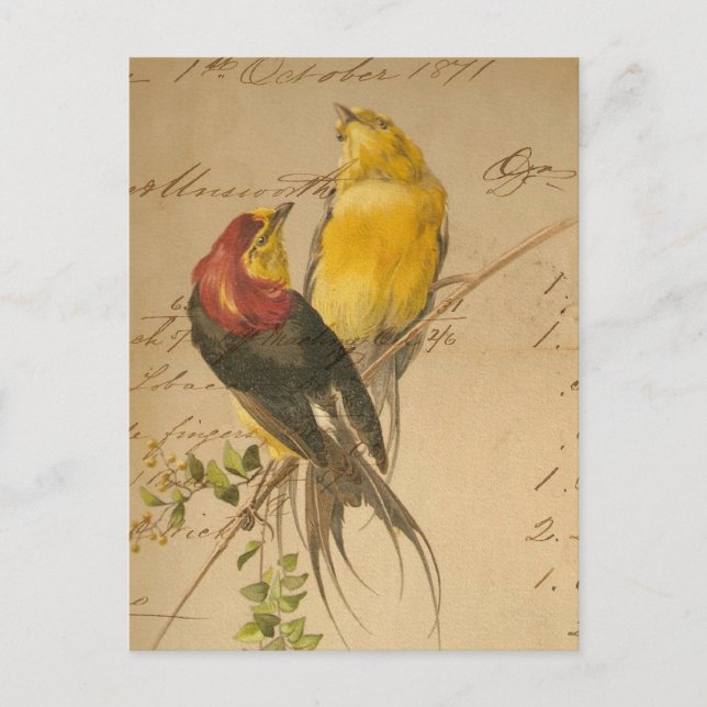 Colourful Vintage Birds On Vintage Ledger Paper Postcard (Front)