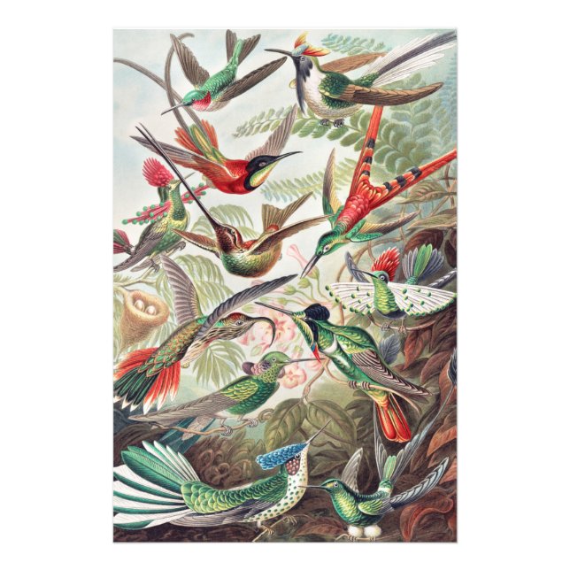 Colourful Vintage Birds Photo Print (Front)