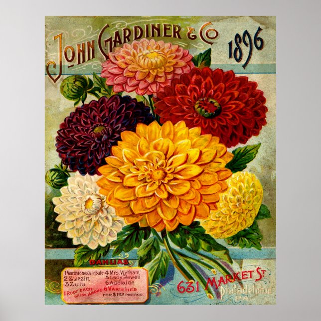 Colourful Vintage Dahlia Flowers Poster (Front)