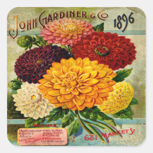Colourful Vintage Dahlia Flowers Square Sticker