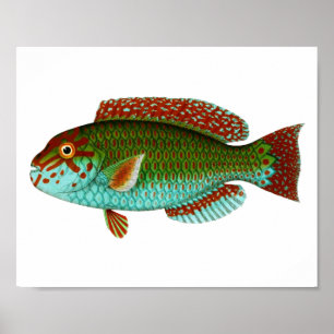 Colourful Vintage Fish Poster