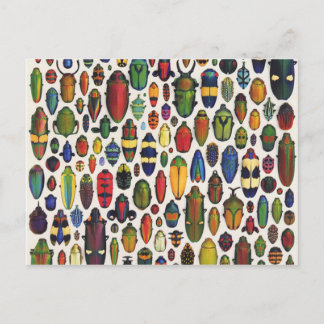 Colourful Vintage Illustrated Beetles Postcard