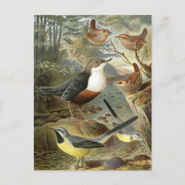 Colourful vintage illustration of birds card (Front)