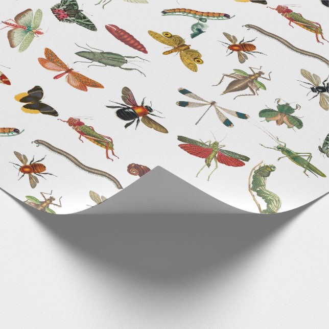 Colourful Vintage Insect Illustration Pattern Wrapping Paper (Corner)
