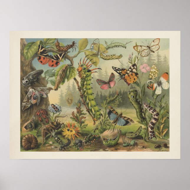 Colourful Vintage Insect Illustration Poster (Front)