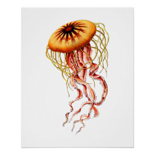 Colourful Vintage Jellyfish Poster