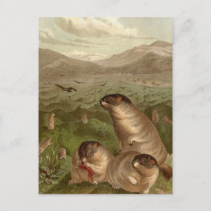 Colourful vintage marmot illustration card