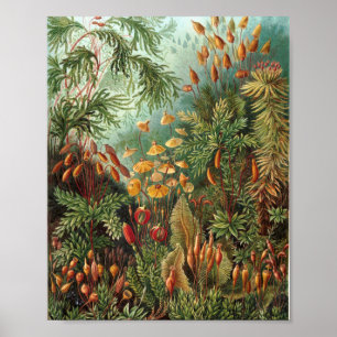 Colourful Vintage Nature Wild Forest Illustration  Poster