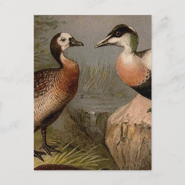Colourful vintage painting of ducks postcard (Front)