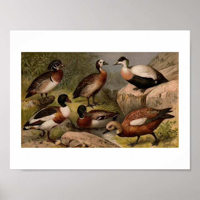 Colourful vintage painting of ducks poster (Front)