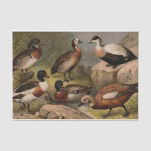 Colourful vintage painting of ducks tissue paper