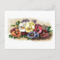 Colourful Vintage Pansies Floral Postcard