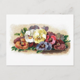 Colourful Vintage Pansies Floral Postcard