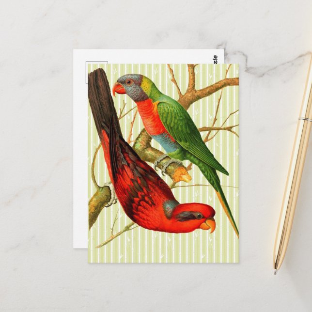 Colourful Vintage Red & Green Parrots Illustration Postcard (Front/Back In Situ)