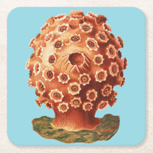 Colourful Vintage Red Tunicate illustration Square Paper Coaster
