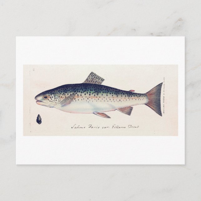 Colourful vintage salmon illustration card (Front)