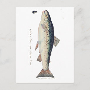 Colourful vintage salmon illustration postcard