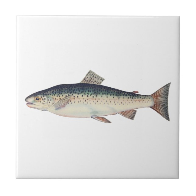 Colourful vintage salmon illustration tile (Front)