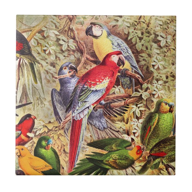 Colourful Vintage Tropical Birds Parrots Tile (Front)