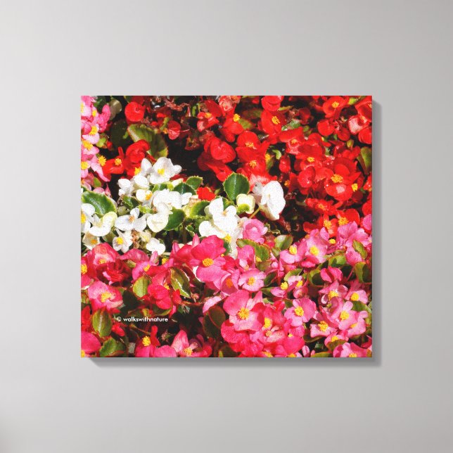 Colourful Wax Begonias Canvas Print (Front)