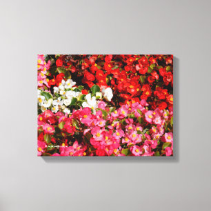 Colourful Wax Begonias Canvas Print