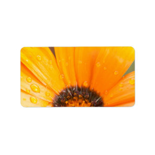 Colourful Wet Daisy Half Close-Up Photograph Label