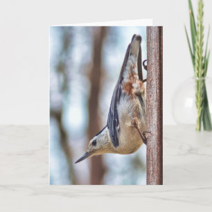 Colourful White-breasted Nuthatch Vertical Card