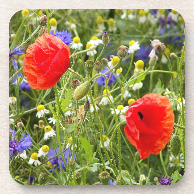 colourful, white, red, poppy, meadow, nature,  coaster (Front)