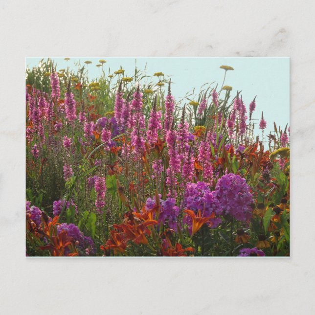 Colourful Wild Flowers DIY Postcard (Front)
