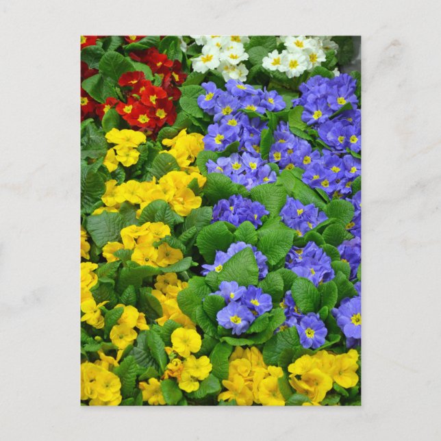 Colourful winter primroses pattern postcard (Front)