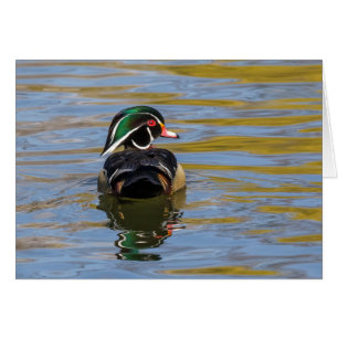 Colourful Wood Duck