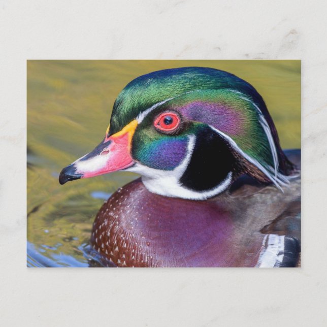 Colourful Wood Duck Close Up Postcard (Front)