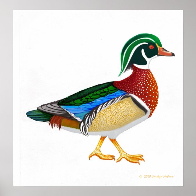 Colourful Wood Duck Drake Print (Front)