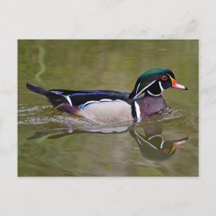 Colourful wood duck postcard