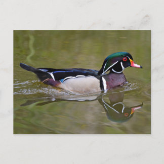 Colourful wood duck postcard