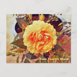 Colourful Yellow Rose Postcard