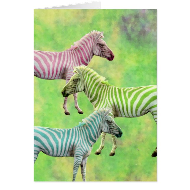 Colourful Zebras (Front)
