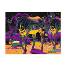 Colourful Zebras