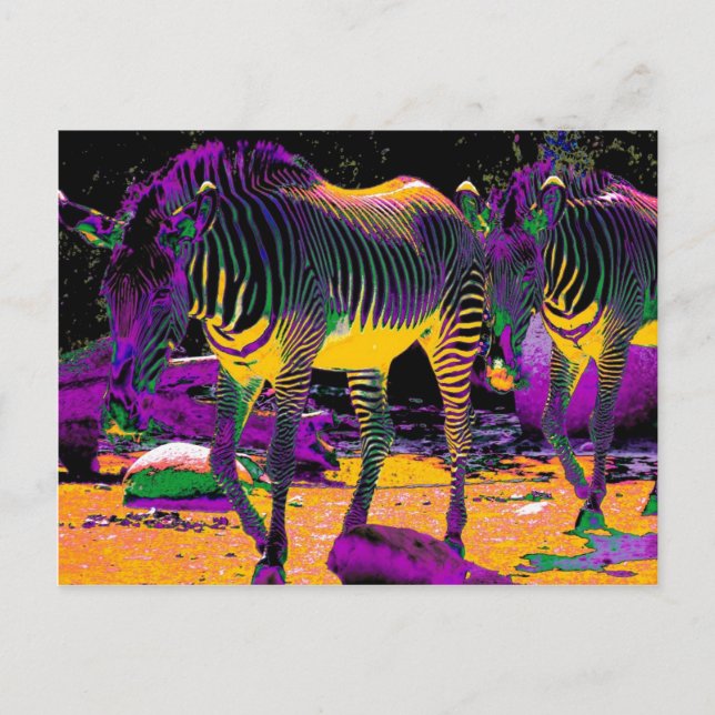 Colourful Zebras Postcard (Front)