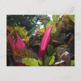 Colours of Bucerias, Mexico Postcard