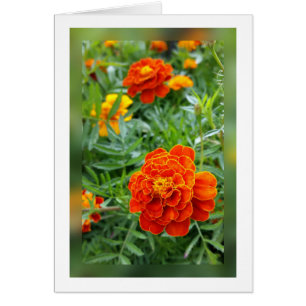 colours of marigolds