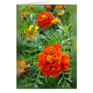 colours of marigolds