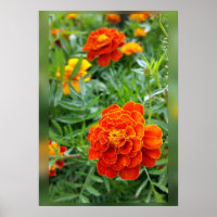 colours of marigolds