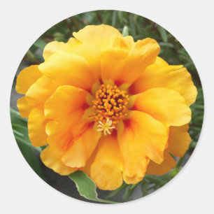 Colours of summer classic round sticker