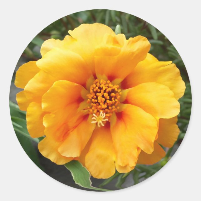 Colours of summer classic round sticker (Front)